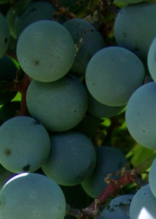 09040070 Reberger Beeren 2